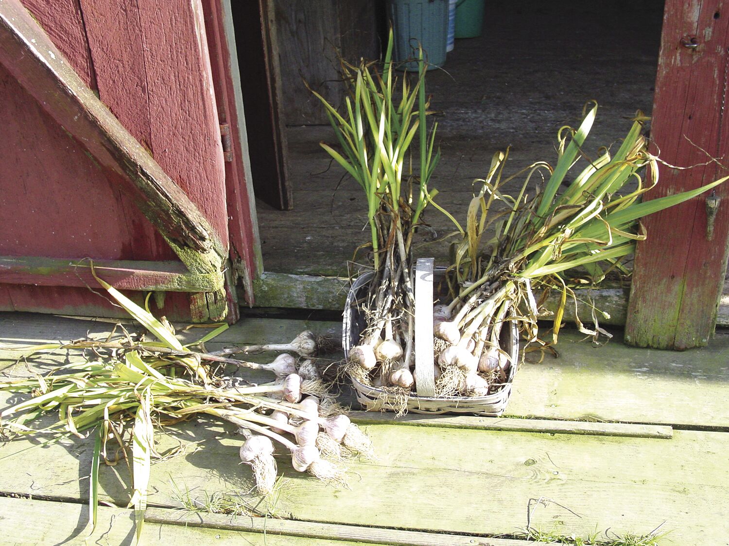 More Thoughts While Weeding: Harvesting and planting in the second half of summer